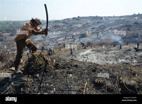 Man Slashing Vegetation On A Burnt Hill Side After Deforestation Road