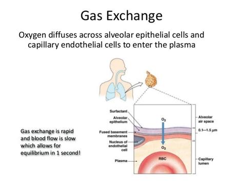 Physiology Term 2 8 Gas Exchange