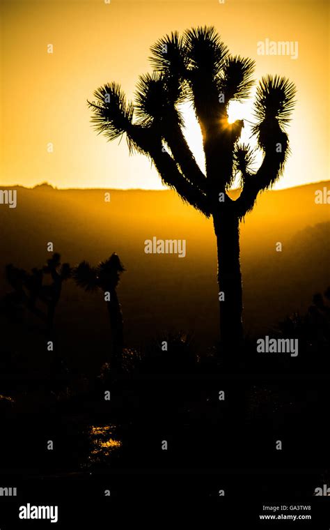Joshua Tree Silhouette At Sunset Stock Photo Alamy