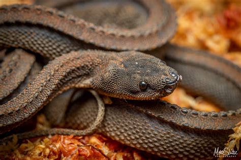 Dragon Snake Care Sheet Outback Reptiles