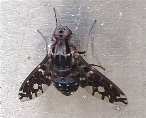 But, the most notable difference is their nesting habits. Tiger Bee Fly - What's That Bug?