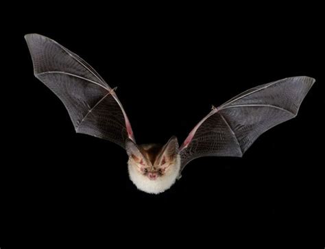 Are Bats Blind All You Need To Know