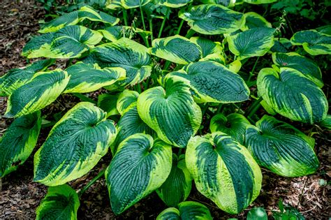 Hosta Frances Williams Is A Useful Shade Plant With Good Size And