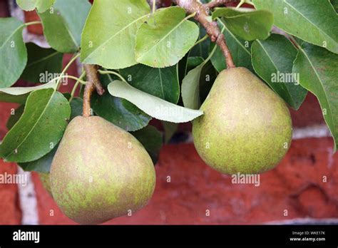 Two Dessert Pears Pyrus Communis Of The Variety Doyenne Du Comice