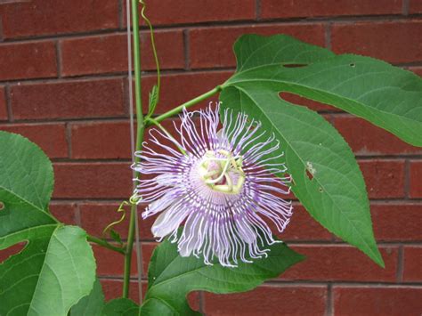 Twenty Foot Garden Passion Fruit Vine And The Story Behind It