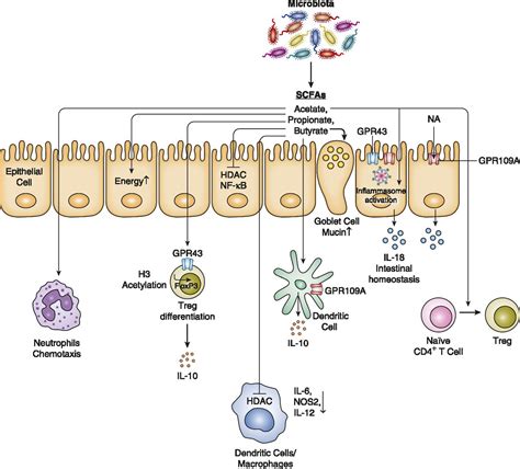 Microbiome Modulated Metabolites At The Interface Of Host Immunity