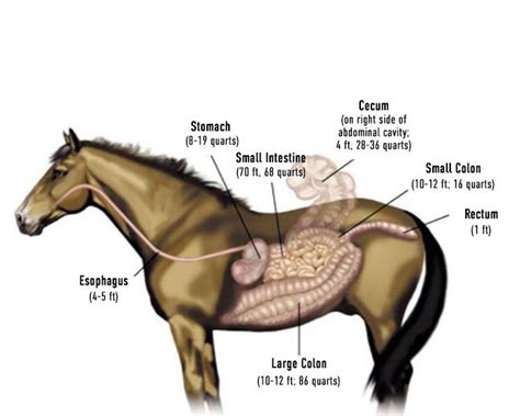 How Your Horses Digestive System Works Tribute Equine Nutrition