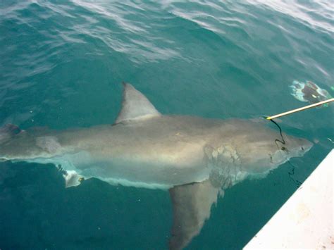 Record Year For White Shark Tagging Scoop News