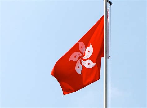 Hong Kong Flag Flower Bruin Blog