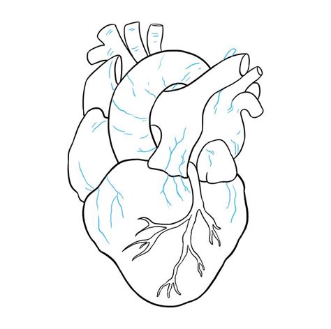 How To Draw A Human Heart Step By Step At Drawing Tutorials