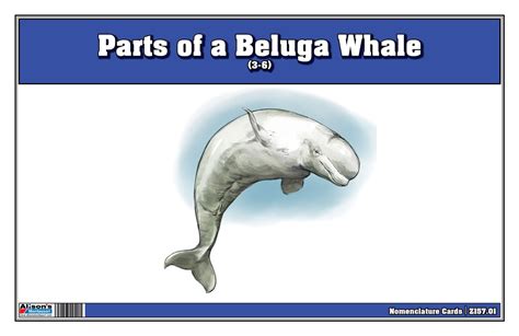 Montessori Printed Materials Parts Of A Beluga Whale 3 6