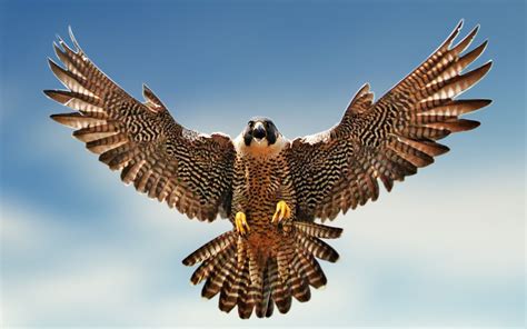 Peregrine Falcon Wallpaper For Iphone Animals Wallpapers Peregrine