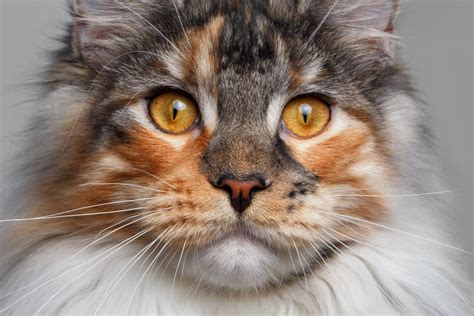 Maine Coon Great Pet Care
