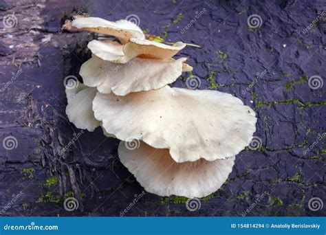 Mushrooms On A Tree Wild Mushroom On Tree Trunk Mushrooms Growing On