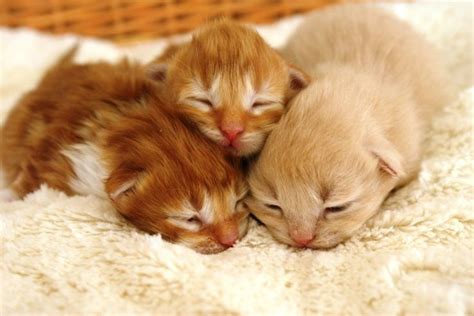 Too Cute Cats And Dogs Pinterest