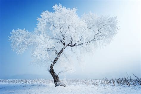 Snow Tree Winter Nature Wallpaper 5600x3726 433502 Wallpaperup