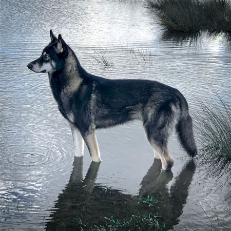 Bodhi The Tamaskan Wolfdog Black Grey Tamaskan Black Wolfdog