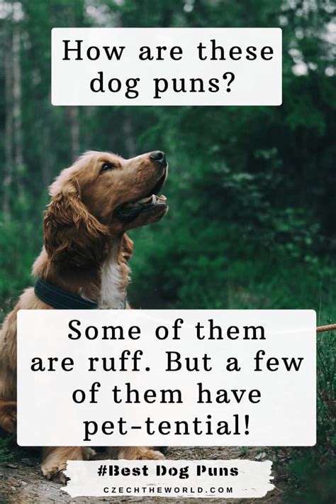 193 Best Dog Puns Fur Bulous And Ulti Mutt Collection