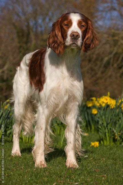 Maybe you would like to learn more about one of these? Red and white Setter ♥ | Red and white setter, English ...