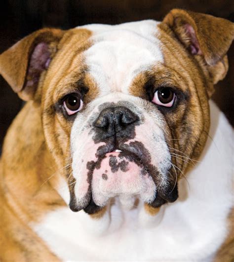 How To Make A English Bulldog Puppy To Stop Biting