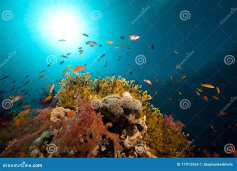 Tropical Underwater Life In The Red Sea Stock Photo Image Of