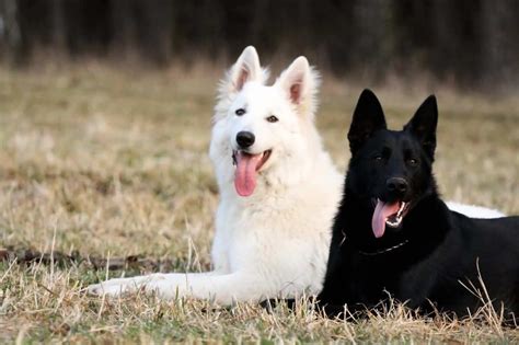 White German Shepherd Puppies For Sale Nz Top Auckland Dog Breeder