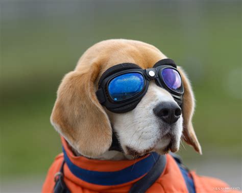Funny Dog Wearing Goggles Wallpaper Download Dog Hd Wallpaper Appraw