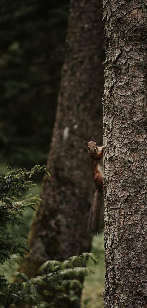 Squirrel Rodent Funny Tree Hd Phone Wallpaper Peakpx