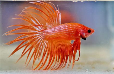 Crowntail Betta Fish Overview Care Guide Male Female