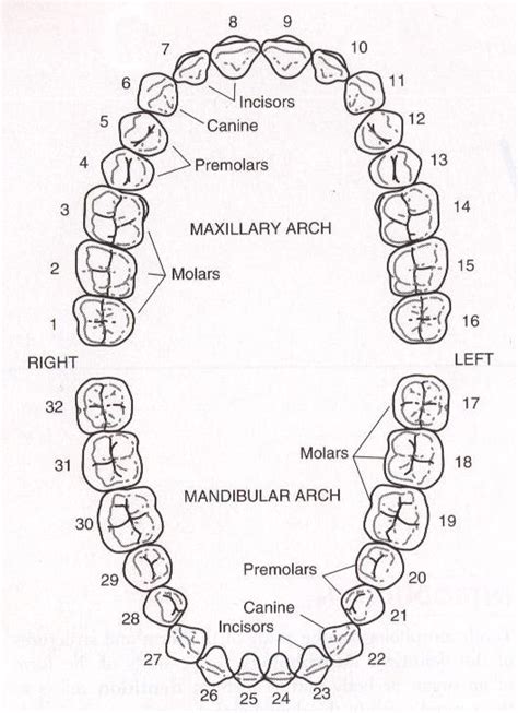 Tooth Numbering Chart Dental Assistant Dental Assistant Study
