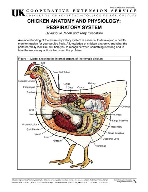 Chicken Anatomy And Physiology Respiratory System Chicken Chick Chicken Farm Chicken Eggs