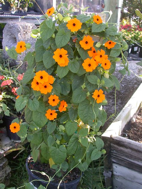 This popular ornamental cactus produces bright orange flowers that are shaped like a funnel and appear pretty large as compared to the size of the plant. Orange Black-eyed Susan Vine - Nana's Bloomers