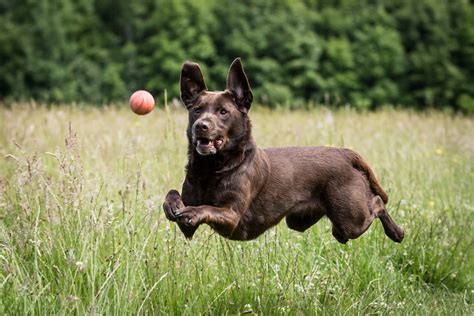 Jumping In Dogs Definition Cause Solution Prevention Cost