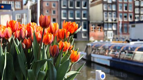 Tulp Festival 2024 Tulip Festival Amsterdam