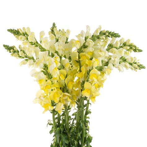 Yellow Snapdragon The Queens Flowers