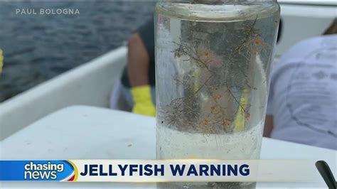 Toxic Jellyfish Found At Jersey Shore