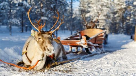Ride A Reindeer Sleigh All On Your Own On This 2 Hour In Rovaniemi