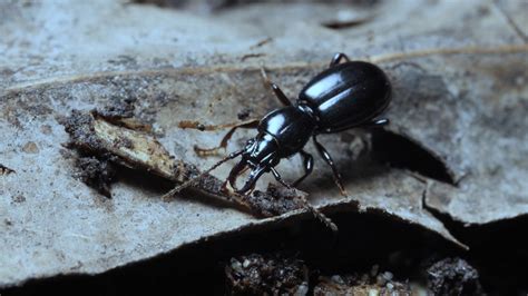 This Millipede And Beetle Have A Toxic Relationship Kqed