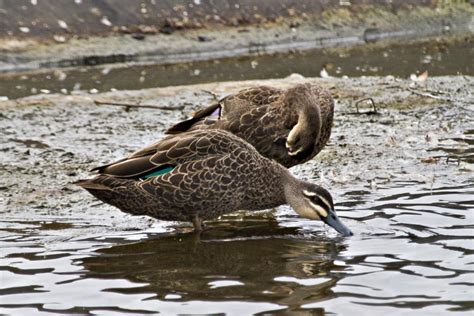 Grey Duck Pārera New Zealand Birds Online