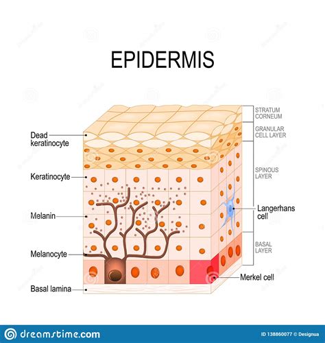 Epidermis Structure Cell And Layers Of A Human Skin Stock Vector