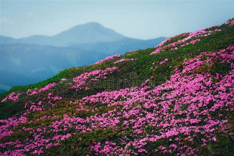 Magic Pink Rhododendron Stock Photo Image Of Landscape 114493644