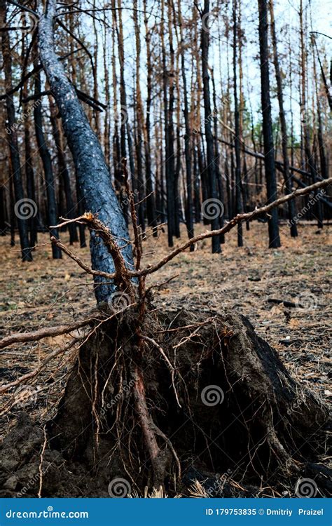 Burned Pine Forest Fallen Burned Tree After The Fire Stock Image