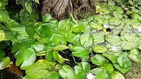 Si continúas usando este sitio, asumiremos que estás de acuerdo con ello.aceptar. Un paseo por el Jardín Botánico Puerto De la Cruz ...