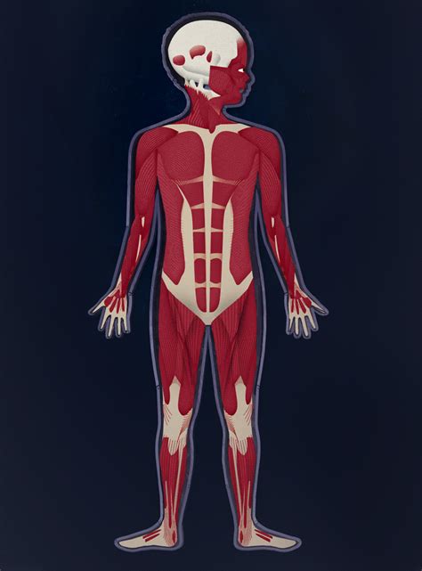 Making The Human Body App More Human By Kelli Anderson Tinybop Labs