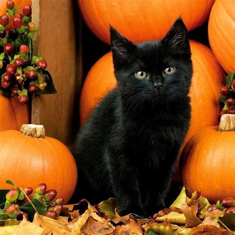 Pin By Dorothy Thurow Konle Haskell On Animals Halloween Animals