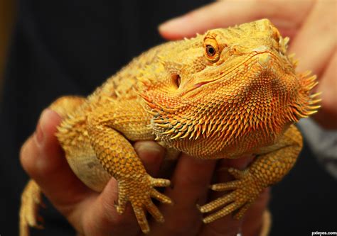 20 Types Of Bearded Dragons With Colors And Pictures