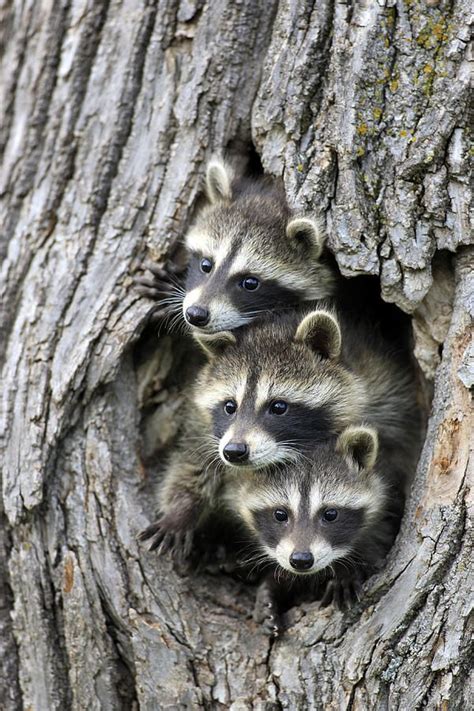 What Is A Group Of Raccoons Called Wehrpflicht Deutschland