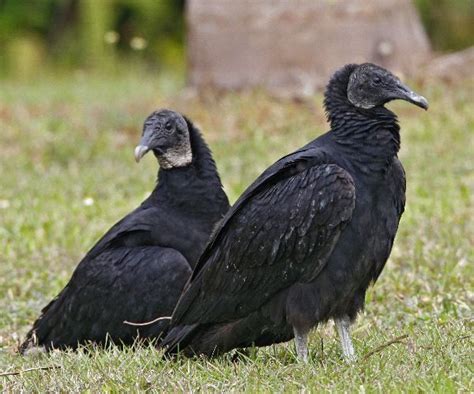 Black Vulture Animal Facts And Information Animal Facts Vulture