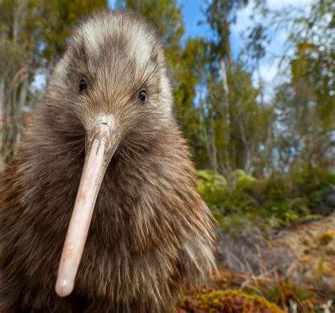 Why The Rowi Ōkarito Brown Kiwi Deserves Your Vote In Bird Of The