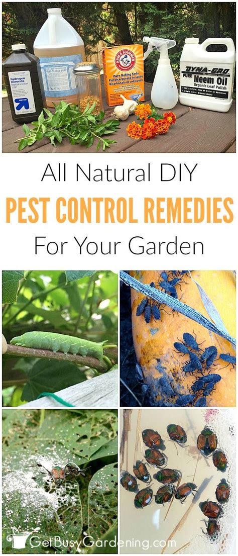Natural Garden Pest Control Remedies And Recipes Organic Pest Control